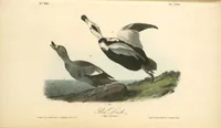 Picture 403 of 503 from The birds of America, from drawings made in the United States and their territories. By John James Audubon (1840), leaf 405