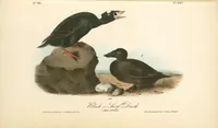 Picture 405 of 503 from The birds of America, from drawings made in the United States and their territories. By John James Audubon (1840), leaf 407