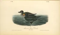 Picture 406 of 503 from The birds of America, from drawings made in the United States and their territories. By John James Audubon (1840), leaf 408