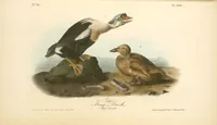 Picture 407 of 503 from The birds of America, from drawings made in the United States and their territories. By John James Audubon (1840), leaf 409
