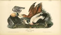 Picture 408 of 503 from The birds of America, from drawings made in the United States and their territories. By John James Audubon (1840), leaf 410