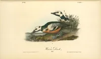 Picture 410 of 503 from The birds of America, from drawings made in the United States and their territories. By John James Audubon (1840), leaf 412