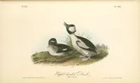 Picture 411 of 503 from The birds of America, from drawings made in the United States and their territories. By John James Audubon (1840), leaf 413
