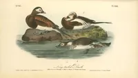 Picture 413 of 503 from The birds of America, from drawings made in the United States and their territories. By John James Audubon (1840), leaf 415