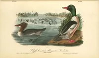 Picture 414 of 503 from The birds of America, from drawings made in the United States and their territories. By John James Audubon (1840), leaf 416