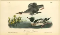 Picture 415 of 503 from The birds of America, from drawings made in the United States and their territories. By John James Audubon (1840), leaf 417