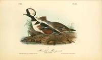 Picture 416 of 503 from The birds of America, from drawings made in the United States and their territories. By John James Audubon (1840), leaf 418