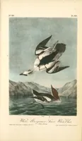 Picture 417 of 503 from The birds of America, from drawings made in the United States and their territories. By John James Audubon (1840), leaf 419