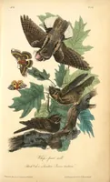Picture 42 of 503 from The birds of America, from drawings made in the United States and their territories. By John James Audubon (1840), leaf 42