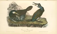 Picture 418 of 503 from The birds of America, from drawings made in the United States and their territories. By John James Audubon (1840), leaf 420