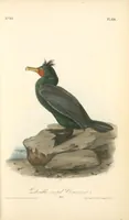 Picture 419 of 503 from The birds of America, from drawings made in the United States and their territories. By John James Audubon (1840), leaf 421