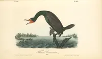 Picture 420 of 503 from The birds of America, from drawings made in the United States and their territories. By John James Audubon (1840), leaf 422