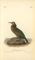 Picture 421 of 503 from The birds of America, from drawings made in the United States and their territories. By John James Audubon (1840), leaf 423