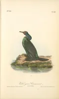 Picture 422 of 503 from The birds of America, from drawings made in the United States and their territories. By John James Audubon (1840), leaf 424