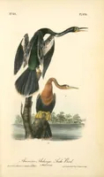 Picture 423 of 503 from The birds of America, from drawings made in the United States and their territories. By John James Audubon (1840), leaf 425