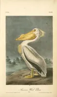 Picture 426 of 503 from The birds of America, from drawings made in the United States and their territories. By John James Audubon (1840), leaf 428