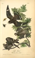 Picture 43 of 503 from The birds of America, from drawings made in the United States and their territories. By John James Audubon (1840), leaf 43