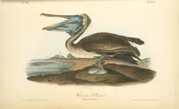 Picture 428 of 503 from The birds of America, from drawings made in the United States and their territories. By John James Audubon (1840), leaf 430