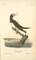 Picture 430 of 503 from The birds of America, from drawings made in the United States and their territories. By John James Audubon (1840), leaf 432