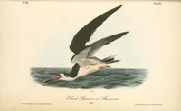 Picture 432 of 503 from The birds of America, from drawings made in the United States and their territories. By John James Audubon (1840), leaf 434