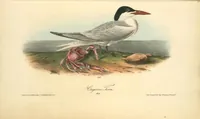 Picture 433 of 503 from The birds of America, from drawings made in the United States and their territories. By John James Audubon (1840), leaf 435