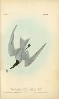 Picture 434 of 503 from The birds of America, from drawings made in the United States and their territories. By John James Audubon (1840), leaf 436