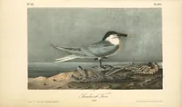 Picture 435 of 503 from The birds of America, from drawings made in the United States and their territories. By John James Audubon (1840), leaf 437