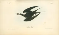 Picture 436 of 503 from The birds of America, from drawings made in the United States and their territories. By John James Audubon (1840), leaf 438