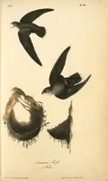 Picture 44 of 503 from The birds of America, from drawings made in the United States and their territories. By John James Audubon (1840), leaf 44