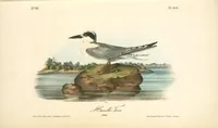 Picture 438 of 503 from The birds of America, from drawings made in the United States and their territories. By John James Audubon (1840), leaf 440