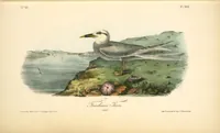 Picture 439 of 503 from The birds of America, from drawings made in the United States and their territories. By John James Audubon (1840), leaf 441
