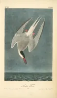 Picture 440 of 503 from The birds of America, from drawings made in the United States and their territories. By John James Audubon (1840), leaf 442