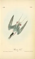 Picture 441 of 503 from The birds of America, from drawings made in the United States and their territories. By John James Audubon (1840), leaf 443
