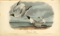 Picture 446 of 503 from The birds of America, from drawings made in the United States and their territories. By John James Audubon (1840), leaf 448