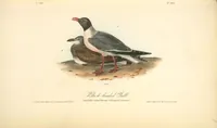 Picture 447 of 503 from The birds of America, from drawings made in the United States and their territories. By John James Audubon (1840), leaf 449