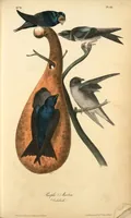 Picture 45 of 503 from The birds of America, from drawings made in the United States and their territories. By John James Audubon (1840), leaf 45