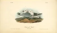 Picture 448 of 503 from The birds of America, from drawings made in the United States and their territories. By John James Audubon (1840), leaf 450
