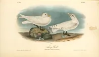 Picture 449 of 503 from The birds of America, from drawings made in the United States and their territories. By John James Audubon (1840), leaf 451