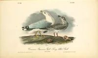 Picture 450 of 503 from The birds of America, from drawings made in the United States and their territories. By John James Audubon (1840), leaf 452