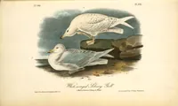 Picture 451 of 503 from The birds of America, from drawings made in the United States and their territories. By John James Audubon (1840), leaf 453