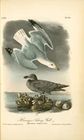 Picture 452 of 503 from The birds of America, from drawings made in the United States and their territories. By John James Audubon (1840), leaf 454