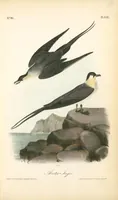 Picture 456 of 503 from The birds of America, from drawings made in the United States and their territories. By John James Audubon (1840), leaf 459