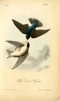 Picture 46 of 503 from The birds of America, from drawings made in the United States and their territories. By John James Audubon (1840), leaf 46