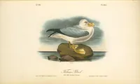 Picture 458 of 503 from The birds of America, from drawings made in the United States and their territories. By John James Audubon (1840), leaf 461
