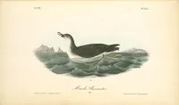 Picture 460 of 503 from The birds of America, from drawings made in the United States and their territories. By John James Audubon (1840), leaf 463