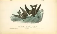 Picture 462 of 503 from The birds of America, from drawings made in the United States and their territories. By John James Audubon (1840), leaf 465