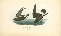 Picture 464 of 503 from The birds of America, from drawings made in the United States and their territories. By John James Audubon (1840), leaf 467