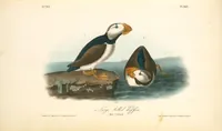Picture 466 of 503 from The birds of America, from drawings made in the United States and their territories. By John James Audubon (1840), leaf 469