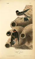 Picture 47 of 503 from The birds of America, from drawings made in the United States and their territories. By John James Audubon (1840), leaf 47