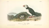 Picture 467 of 503 from The birds of America, from drawings made in the United States and their territories. By John James Audubon (1840), leaf 470